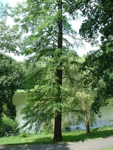 Moerascipres – Watermaal-Bosvoorde, Tenreukenpark, Woudmeesterlaan –  19 Juli 2002