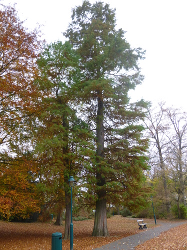 Cyprès chauve de Louisiane – Watermael-Boitsfort, Parc Tenreuken, Boulevard du Souverain –  04 Novembre 2015