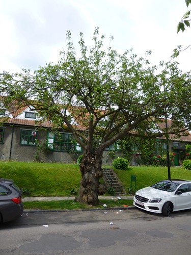 Cerisier du Japon – Watermael-Boitsfort, Cités-Jardin Le Logis et Floréal, Avenue des Archiducs, 30 –  13 Juin 2014