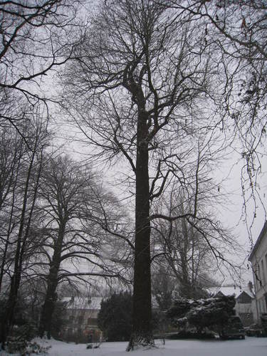 Tulpenboom – St.- Lambrechts - Woluwe, Eigendom Voot, Vootstraat, 67 –  10 Januari 2010