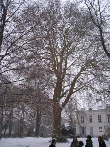 Oosterse plataan – St.- Lambrechts - Woluwe, Eigendom Voot, Vootstraat, 67 –  13 Januari 2010