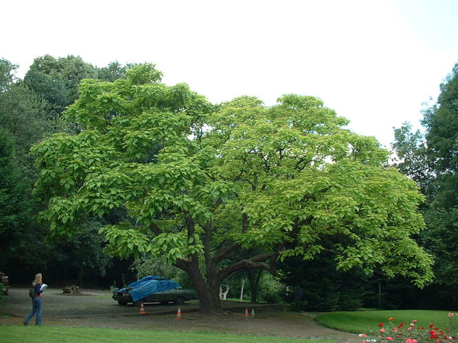 Catalpa à feuilles d'or – Woluwé-Saint-Lambert, Jardin privé rue de la Rive, Rue de la Rive, 77 –  27 Juin 2002