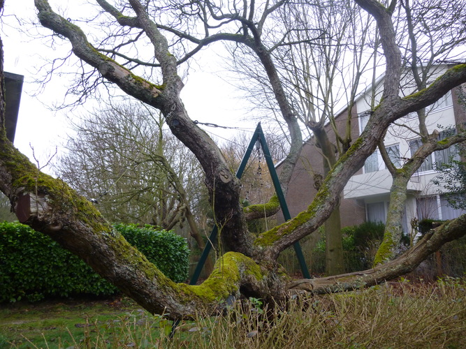 Catalpa à feuilles d'or – Woluwé-Saint-Lambert, Jardin privé rue de la Rive, Rue de la Rive, 77 –  10 Février 2015