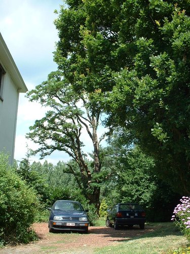 Gewone acacia – St.- Lambrechts - Woluwe, Kapellaan, 35 –  27 Juni 2002