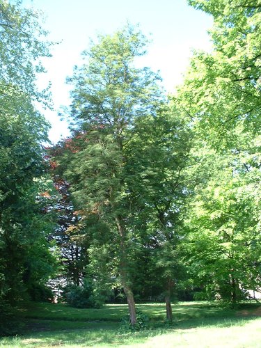 Aesculus hippocastanum var. laciniata – St.- Pieters - Woluwe, Park van het Sint-Michielskollege, Sint-Michielslaan –  07 Mei 2003