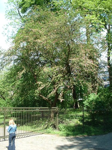 Crataegus laevigata 'Punicea Flore Pleno' – St.- Pieters - Woluwe, Park van het Sint-Michielskollege, Sint-Michielslaan, 24-26 –  07 Mei 2003