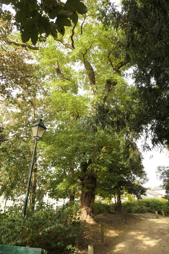 Gewone acacia – St.- Pieters - Woluwe, Domein Crousse –  01 Oktober 2014