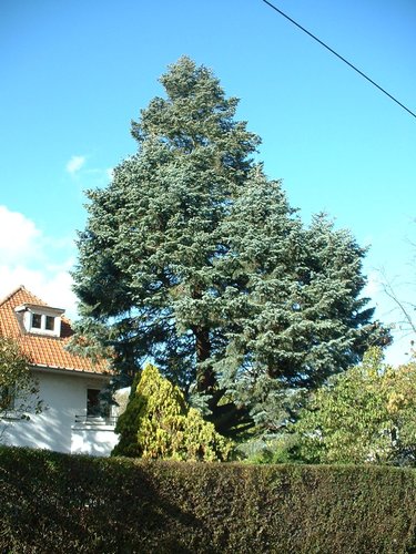 Abies concolor – St.- Pieters - Woluwe, Pololaan, 103 –  23 Oktober 2002