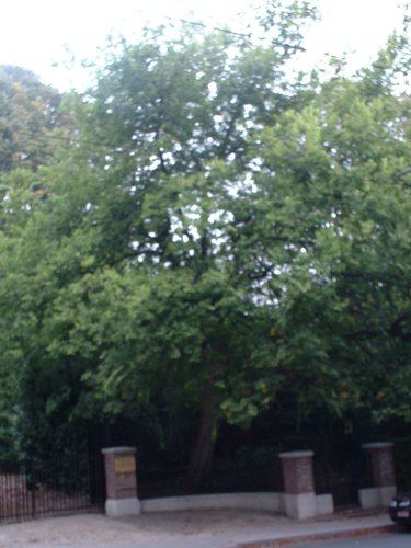 Netelboom, zwepenboom – St.- Pieters - Woluwe, Tervurenlaan, 288 –  03 Oktober 2002