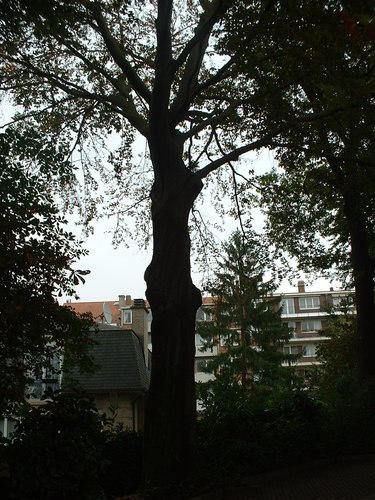 Hêtre pourpre – Woluwé-Saint-Pierre, Drève de Nivelles, 28 –  08 Octobre 2002