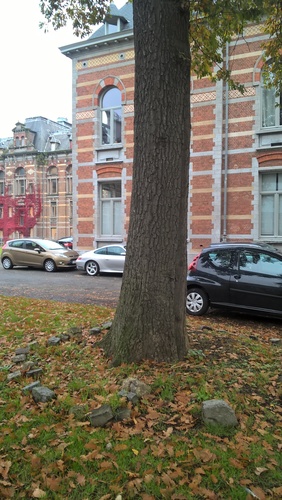 Chêne à cupules chevelues – Anderlecht, Ecole vétérinaire de Cureghem –  08 Octobre 2015