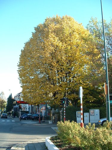 Zilverlinde – St.- Pieters - Woluwe, Orbanlaan, 209 –  24 Oktober 2002