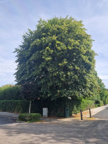 Tilleul commun &ndash; Woluwé-Saint-Pierre, Avenue de l'Aviation, 10 &ndash;  07 Juillet 2026