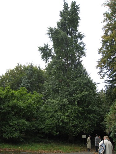 Japanse notenboom – St.- Pieters - Woluwe, Park van het Manoir d'Anjou, parc privé –  27 September 2007