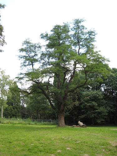 Gewone acacia – St.- Pieters - Woluwe, Parmentierpark, parc –  03 August 2007