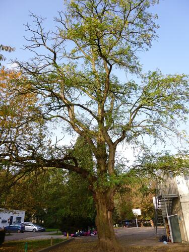 Gewone acacia – St.- Pieters - Woluwe, Parmentierpark –  24 Oktober 2012
