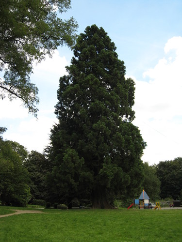 Sequoia géant – Woluwé-Saint-Pierre, Parc Parmentier, parc –  03 Août 2007