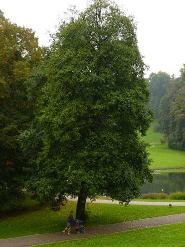 Aulne à feuilles cordées – Woluwé-Saint-Pierre, Parc de Woluwe –  08 Septembre 2013