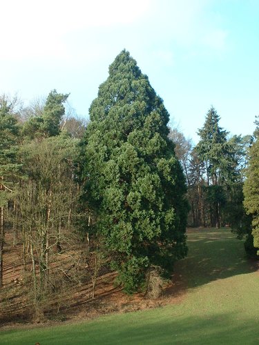 Sequoia géant – Woluwé-Saint-Pierre, Parc de Woluwe, parc –  24 Janvier 2003