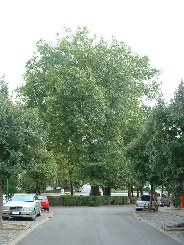 Platane à feuille d'érable – Auderghem, Boulevard du Souverain –  28 Septembre 2005