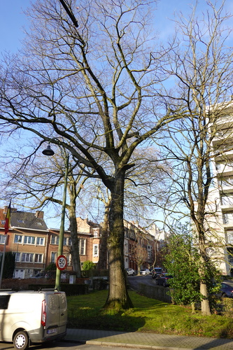 Amerikaanse eik &ndash; Oudergem, Vorstlaan &ndash;  20 Januari 2026