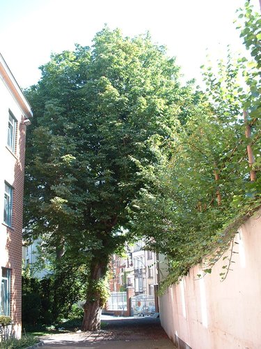 Marronnier commun – Schaerbeek, Rue Thomas Vinçotte, 36 –  16 Juillet 2002