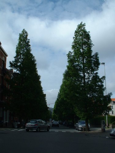 Métaséquoia – Bruxelles, Avenue de la Brabançonne, 113 –  27 Mai 2002