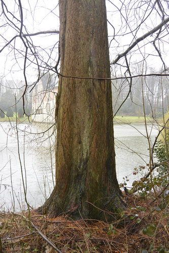 Métaséquoia – Ganshoren, Parc du Château de Rivieren –  14 Mars 2023