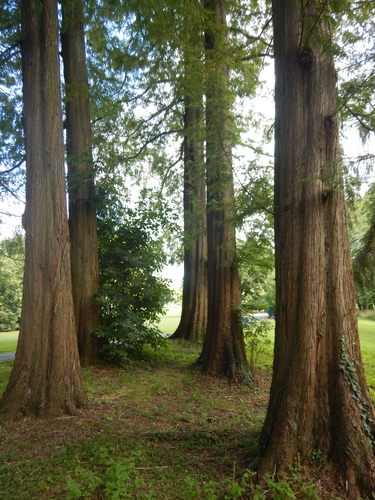 chineze sequoia – Watermaal-Bosvoorde, Senypark –  07 Juli 2022