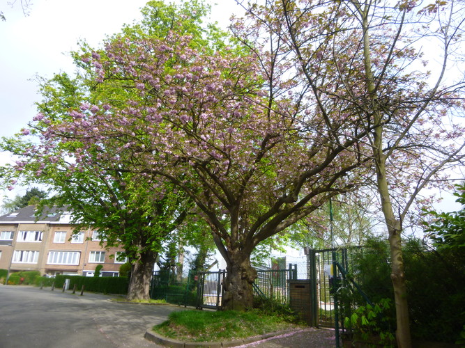 Cerisier du Japon – Woluwé-Saint-Lambert, Ancienne propriété Floralies, Rue des Floralies, 17 –  13 Avril 2017