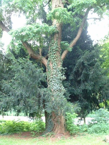 Gewone acacia – Watermaal-Bosvoorde, Hondenberg, 4 –  23 Juli 2002