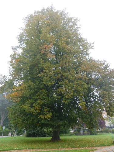 Tilleul à larges feuilles – Watermael-Boitsfort, Square de l'Arbalète –  08 Septembre 2014