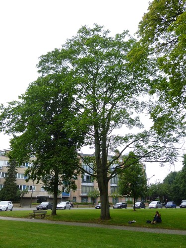 Acer platanoides f. crispum – Watermaal-Bosvoorde, Tuinwijken Le Logis en Floréal, Aartshertogensquare –  29 Juli 2014