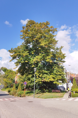 Tilleul à petites feuilles &ndash; Watermael-Boitsfort, Rue Gratès &ndash;  16 Septembre 2026