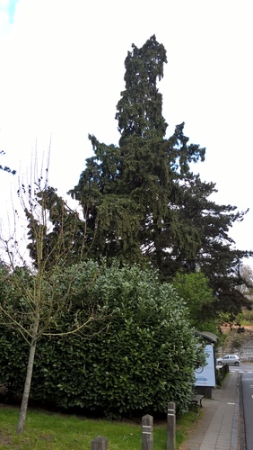 Faux-cyprès de Lawson &ndash; Watermael-Boitsfort, Place des Arcades &ndash;  13 Avril 2017