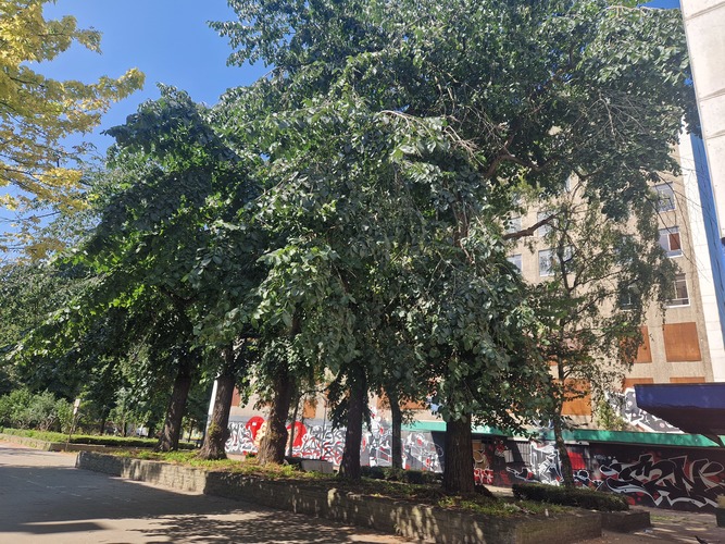 Orme commun/de montagne &ndash; Bruxelles, Rue du Rempart des Moines, 4 &ndash;  16 Juillet 2026