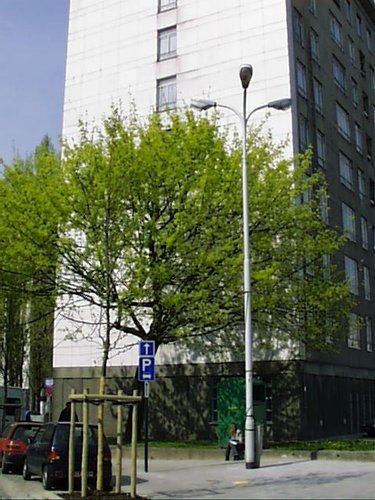 Erable plane – Bruxelles, Rue du Rempart des Moines, 135 –  04 Avril 2002