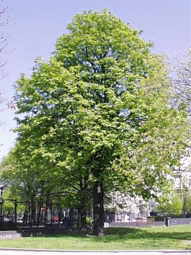 Witte paardenkastanje – Schaarbeek, de Jamblinne de Meuxplein, de Jamblinne de Meuxplein, face 31 –  05 April 2002