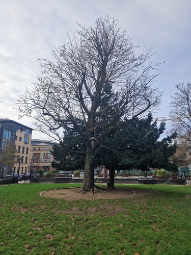 Acer platanoides f. rubrum<br>Schaarbeek de Jamblinne de Meuxplein de Jamblinne de Meuxplein, face 38