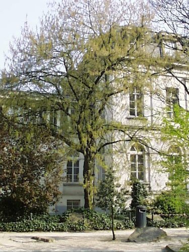 Erable à feuilles de frêne – Saint-Josse-Ten-Noode, Square Henri Frick, Square Henri Frick –  12 Avril 2002