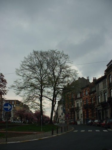 Tilleul argenté – Schaerbeek, Avenue Rogier, 273 –  18 Avril 2002