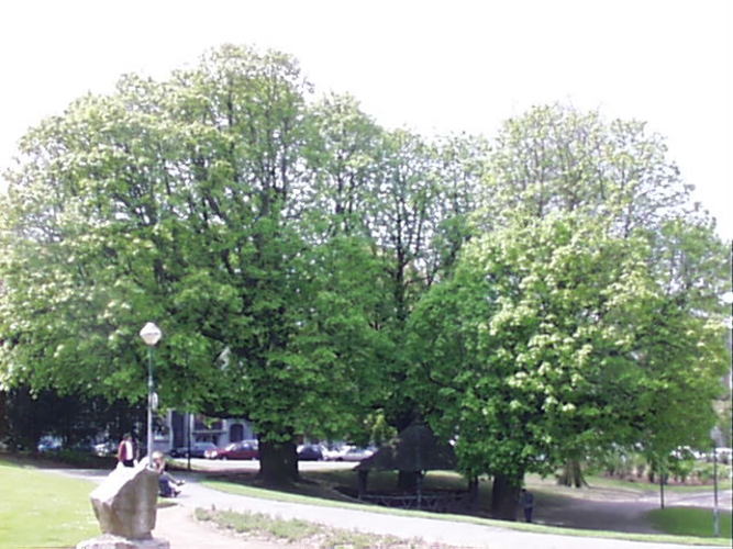 Marronnier commun – Schaerbeek, Avenue Huart Hamoir et Square Riga, Avenue Huart Hamoir –  22 Avril 2002