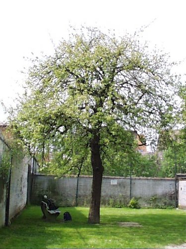 Poirier cultivé – Woluwé-Saint-Lambert, Rue Jean-Baptiste Timmermans, 39 –  23 Avril 2002