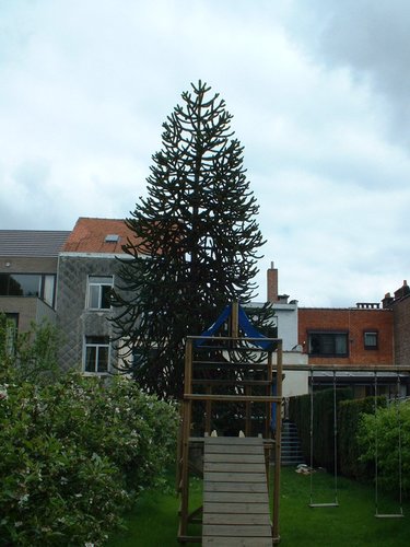 Araucaria du Chili – Bruxelles, Rue du Wimpelberg, 117 –  06 Mai 2002