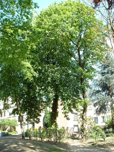 Marronnier commun – Saint-Josse-Ten-Noode, Parc de l'Institut des Dames de Marie à Saint-Josse, Chaussée de Haecht, 70 –  07 Mai 2002
