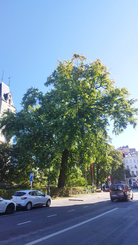 Acer saccharinum var. laciniatum &ndash; Bruxelles, Avenue de la Porte de Hal &ndash;  15 Septembre 2026