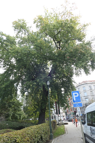 Acer saccharinum var. laciniatum – Bruxelles, Avenue de la Porte de Hal –  04 Octobre 2022