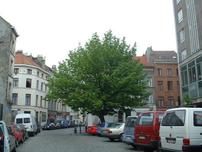 Ptérocaryer à feuilles de frêne – Bruxelles, Rue du Vautour –  08 Mai 2002