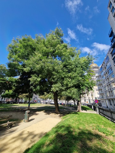 Japanse honingboom &ndash; Brussel, Jean Jacobsplein, Jan Jacobsplein &ndash;  10 September 2026