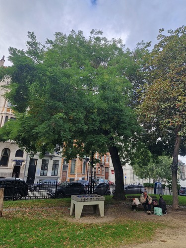Sophora du Japon &ndash; Bruxelles, Place Jean Jacobs, Place Jean Jacobs &ndash;  10 Septembre 2026